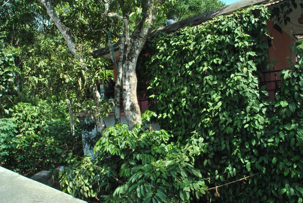 Jungleparadiso Homestay Thekkady Kültér fotó