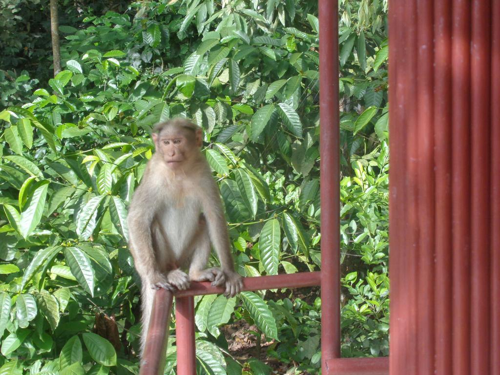 Jungleparadiso Homestay Thekkady Kültér fotó